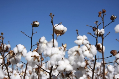 Cotton 400x266 - 100% Cotton : в этом году Россия начнет выращивать хлопок