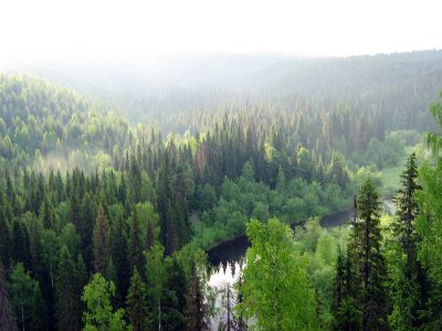 les 1 400x300 - Почти 100 гектаров лесов восстановят в ХМАО к 2025 году
