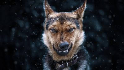 kartinki zlyh sobak 50 400x225 - В Госдуме рассмотрят законопроект об ужесточении ответственности за нападение собак