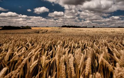 landscape grass sky field grain straw wheat Rye cereal barley cloud harvest agriculture 1280x800 px prairie crop grass family food grain commodity ecoregion 792879 400x250 - Еды хватит на всех: аграрии в России обеспечивают продовольственную безопасность