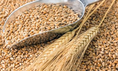 f 60815c3ea63df 400x240 - Мировых запасов пшеницы к концу 2022−2023 сельхозгода может хватить на 18 недель