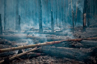 35e8dc0c90e74f8ab6c966df5289dbc6 400x267 - 150 лет понадобится для восстановления экосистемы лесов после пожаров в Югре