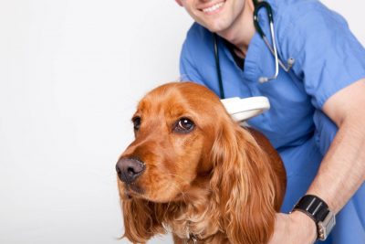 1 veterinar schityvaet chip 400x267 - В Югре будут бесплатно чипировать домашних животных