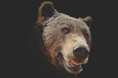 nature animal bear wild fur brown mammal predator close fauna brown bear face power whiskers snout beast vertebrate large carnivore ursus grizzly bear 637130 400x267 - Нейросеть распознающую лица протестируют на… югорских медведях